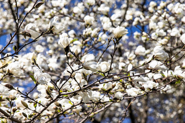 10 SOUTHERN MAGNOLIA TREE 12